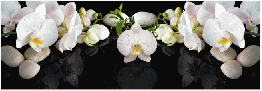 Кухонный фартук Белая орхидея