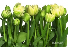 Фотообои 8-900 Tulips, Komar