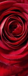 Фотообои 2-1010 Red Rose, Komar
