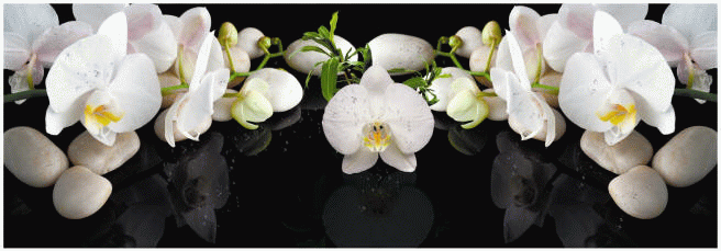 Кухонный фартук Белая орхидея