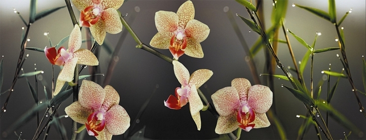 Кухонный фартук Орхидея